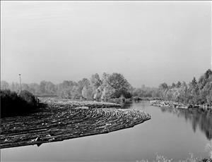 Many logs float together on a calm body of water surrounded by trees. 